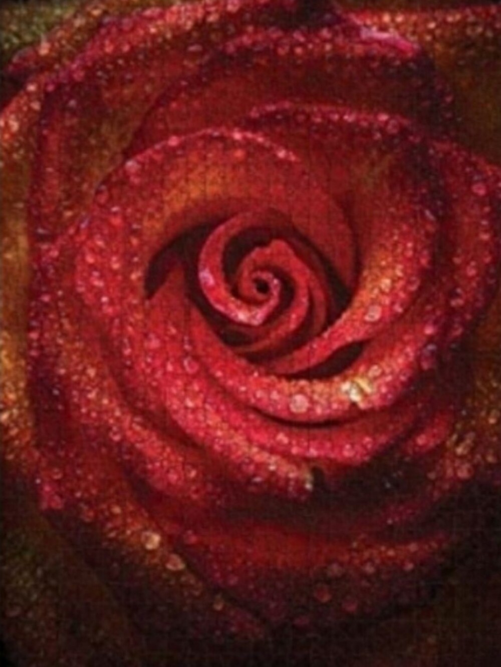 Beautiful Ruby Red Rose 1000pc Puzzle Lover Gift Roses Flower Romantic Floral